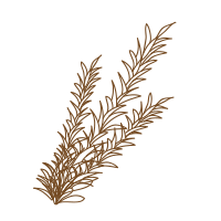 Rosemary leaf oil